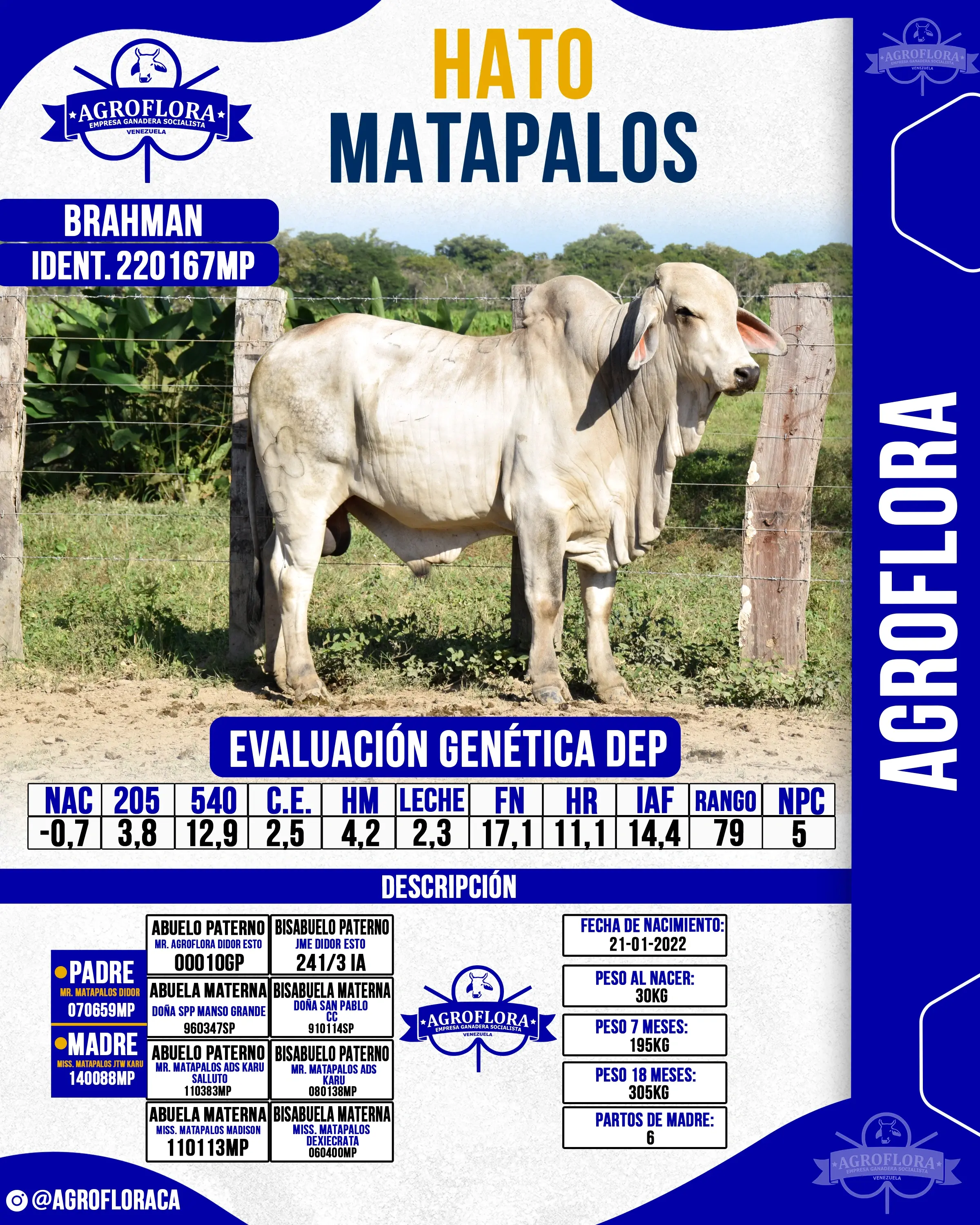 Toro Probado 220167MP - Pajuelas de Semen